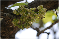 Cordia dichotoma